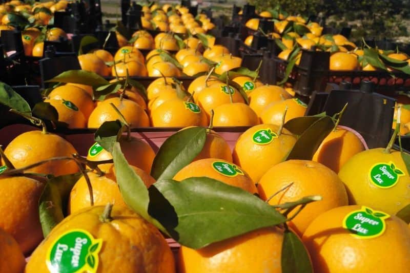 Iran's northern Prov. plans citrus fruits exports to China