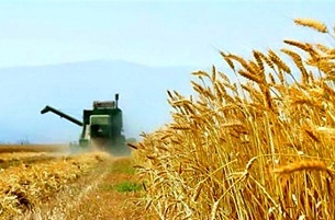 ۱۴ میلیون تن گندم امسال در کشور تولید می‌شود
