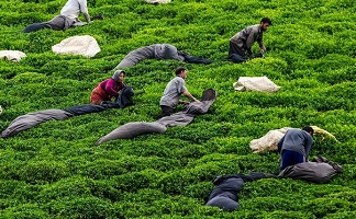 برداشت ۴۴ هزار تن برگ سبز چای بهاره/ رشد 15 درصدی تولید
