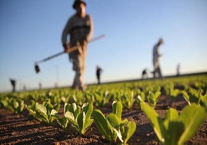 15دستاورد پنجساله کشاورزی؛ از خودکفایی شکر تا طرح های آبی